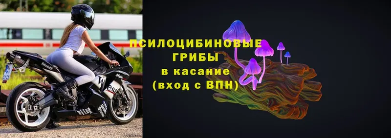 площадка Telegram  Колпашево  Галлюциногенные грибы Psilocybe 